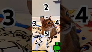 5 cat abyssinian abyssiniancat cute funny [upl. by Derfliw778]