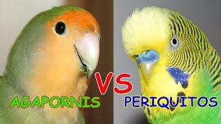 AGAPORNIS VS PERIQUITOS [upl. by Attenborough]