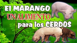 El Marango Alimento para Cerdos [upl. by Anitsirhc827]