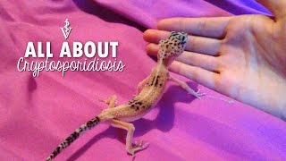 Cryptosporidiosis quotStick Tailquot in Geckos [upl. by Eniamerej]