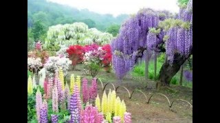 KAWACHI FUJI GARDEN [upl. by Gayla]