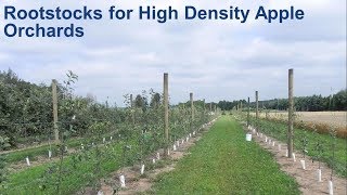 Rootstocks for High Density Apple Orchards [upl. by Nyleda403]