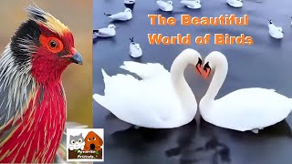 Favorite Friends Stream 32 The Beautiful World of Birds [upl. by Corel]