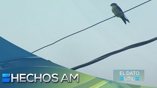 El dato útil  ¿Por qué las aves no se electrocutan en los cables de luz [upl. by Drape]