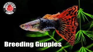 How to Breed Guppies STEP by STEP [upl. by Acinoreb]