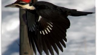 Birdwatchers Calls of a Female Pileated Woodpecker [upl. by Imeaj]