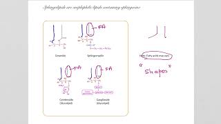 281 Overview of amphiphilic lipids [upl. by Atinus]