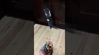 Cat Simba 🐱🍬🌈Revase Video ASMR reversevideo funny cat marblerun 4k asmr [upl. by Kassab669]