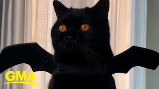 Cat with naturally orange eyes is dressed as a bat for Halloween [upl. by Uel]