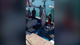 WeighIn Of 4311lb Bluefin Tuna April 22 2018 [upl. by Betsy161]