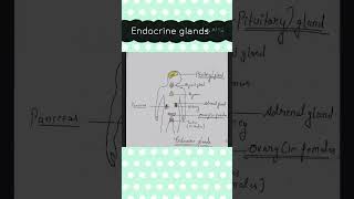 Endocrine glands endocrine system biology science pw trending ytshortsvideo education [upl. by Marji836]