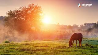 Cantari pentru suflet  Colaj cantari crestine [upl. by Yun]