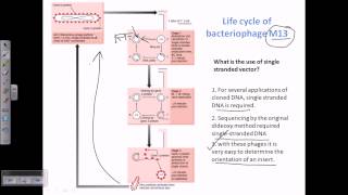 M13 vector a type of viral vector for cloning [upl. by Shep]