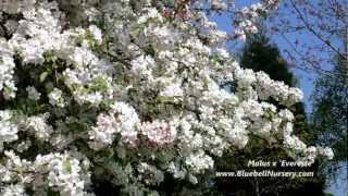 Malus x Evereste Crab Apple Tree  Spring flowers [upl. by Doerrer]