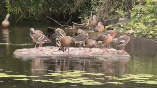 Plumed WhistlingDuck 58 [upl. by Klemens]