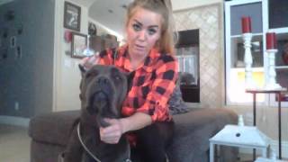 Cane Corso Ear Taping [upl. by Ailehpo]