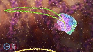 RNA Splicing [upl. by Elnar]