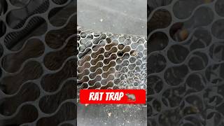 Rat trap techniques in the world 🐀🪤 skill [upl. by Veronica]