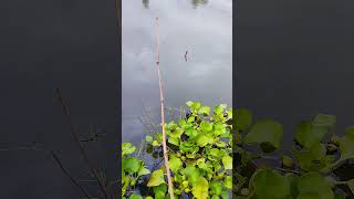 The best way to hook fishing in pond Part862 fishing shortvideo hook [upl. by Annorah]