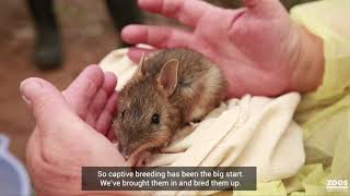 How dogs and sheep are saving bandicoots from extinction [upl. by Ajoop493]