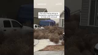 WATCH Tumbleweeds invade Utah neighborhood [upl. by Vin165]