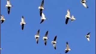 PINK FOOTED GEESE in Flight  Anser brachyrhynchus [upl. by Cristoforo765]