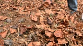 Planting goldenseal in the forest [upl. by Lorsung]