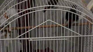 Diamond Firetail Finches  Call and song [upl. by Harneen]