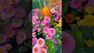 The most colorful flower gardenshots viralvideo flowers [upl. by Muna154]