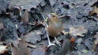 Wildlife in the Forest of Dean [upl. by Beryle430]