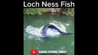 LOCH NESS CATFISH 😱 fishing silure shorts [upl. by Ramoj]