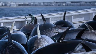 Wow Bluefin Tuna Farm Big Catch Giant Bluefin Tuna Harvest and Tuna processing in Factory [upl. by Sueaddaht994]