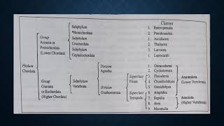 Origin and Outline Classification of Chordata 3 [upl. by Nicolau]