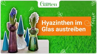 Hyazinthen im Glas treiben Frühlingsblütenzauber im eigenen Zuhause [upl. by Ayotac344]