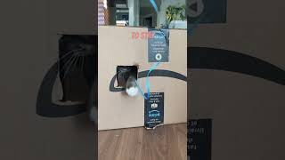 Thank you Amazon short shortyoutubevideo cat amazonpackage [upl. by Lleksah]