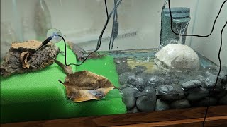 fire bellied toad Bombina orientalis care and setup 2 ways [upl. by Ezechiel]