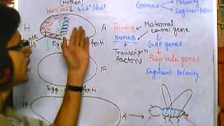 Developmental biology part 5 developmental biology of drosophila [upl. by Ellevehc]