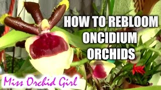 How to induce blooming on Oncidium orchids [upl. by Abbie931]