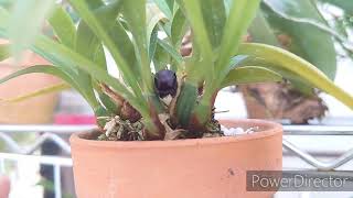 Maxillaria schunkeana マキシラリア シュンケアナ [upl. by Wilkens]