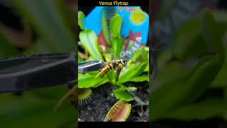 Venus flytrap growing and eating wasp TimeLapse [upl. by Artep]