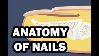 INTEGUMENTARY SYSTEM YOUR NAILS [upl. by Itnahsa]