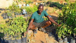 How He Is Living Large Through Selling Fruit Trees Seedlings in Zimbabwe 🇿🇼 [upl. by Rintoul945]