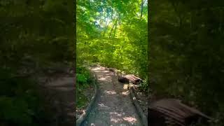 Beautiful Sydenham Hill Wood and Cox’s Walk Southwark London ☀️🌳🌳🌳🌾🌾🌾🥰🇬🇧 [upl. by Sarkaria]