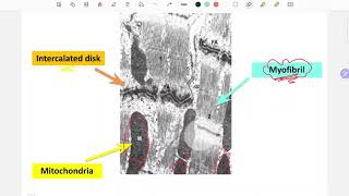 Practical Histology CVS MFM [upl. by Sidnala]