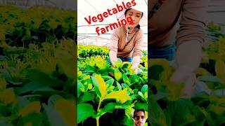 Vegetables tunnel farming and harvesting shorts viralshorts viralshortvegetables new subscribe [upl. by Range]