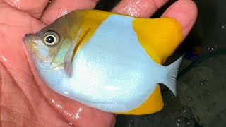 “REEF SAFE” Pyramid Butterflyfish [upl. by Ardnahcal]