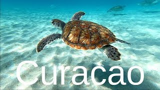 12 Best Curacao Snorkeling Spots [upl. by Elvin]