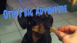 Ottos Big Adventure A Dogs Day Out Full Movie [upl. by Joli]