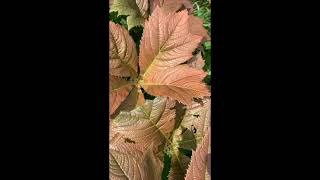 Rodgersia Bronze Peacock groundcover gardening plants [upl. by Kopp46]