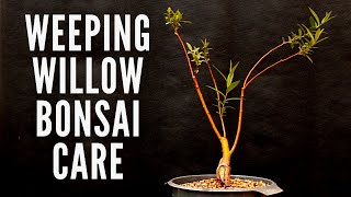 Weeping willow  Bonsai care Salix [upl. by Odnalref]